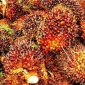 Ket. Foto : TBS (Tandan Buah Segar) Kebun Masyarakat (foto Int) 