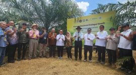 Ket. Foto : Pelepasan tiga spesies serangga penyerbuk asal Tanzania di Kebun PPKS Marihat, Sumatera Utara, Kamis (09/04/2026). (Foto: dok. Kementan)