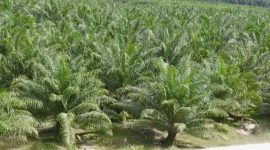 Ket. Foto : Hamparan Kebun Sawit Indonesia