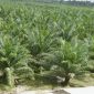 Ket. Foto : Hamparan Kebun Sawit Indonesia