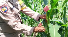 Keterangan foto : Aipda Priyanto Bhabinkamtibmas Kelurahan Air Dingin, sedang peragakan pemetikan/pembuangan Baby Corn (Janten)