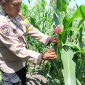 Keterangan foto : Aipda Priyanto Bhabinkamtibmas Kelurahan Air Dingin, sedang peragakan pemetikan/pembuangan Baby Corn (Janten)