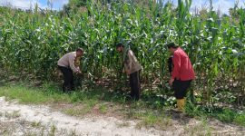 Keterangan foto : Aipda Priyanto, Bhabinkamtibmas Kelurahan Air Dingin. memberikan pendampingan kepada para petani binaan.