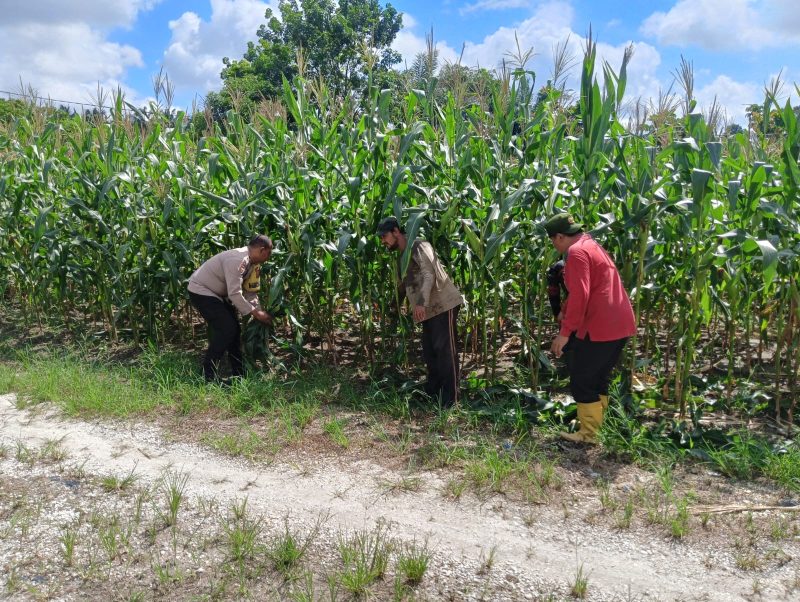 Keterangan foto : Aipda Priyanto, Bhabinkamtibmas Kelurahan Air Dingin. memberikan pendampingan kepada para petani binaan.