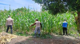 Keterangan foto: Bhabinkamtibmas Kelurahan Air Dingin, Aipda Priyanto, melaksanakan pengecekan progres lahan jagung pipil milik Kelompok Tani Bina Tani Sejahtera.