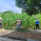 Keterangan foto: Bhabinkamtibmas Kelurahan Air Dingin, Aipda Priyanto, melaksanakan pengecekan progres lahan jagung pipil milik Kelompok Tani Bina Tani Sejahtera.