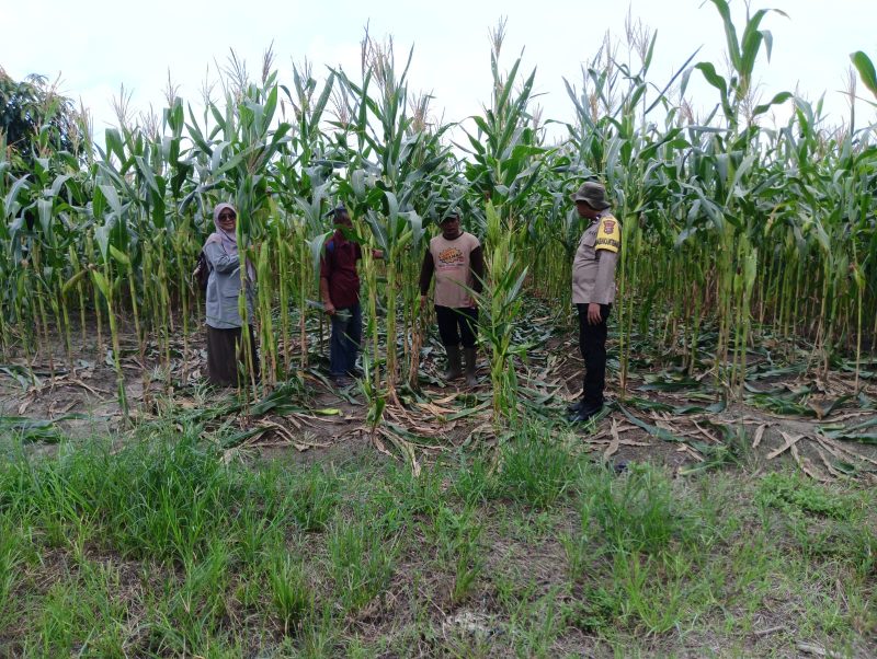 Keterangan foto : Aipda Priyanto , Bhabinkamtibmas Kelurahan Air Dingin, polisi penggerak ketahanan pangan, bersama perwakilan PPL Siti Maryam dan Hendri, serta Ketua Kelompok Tani Riko Sihombing, melakukan monitoring tanaman jagung pipil.
