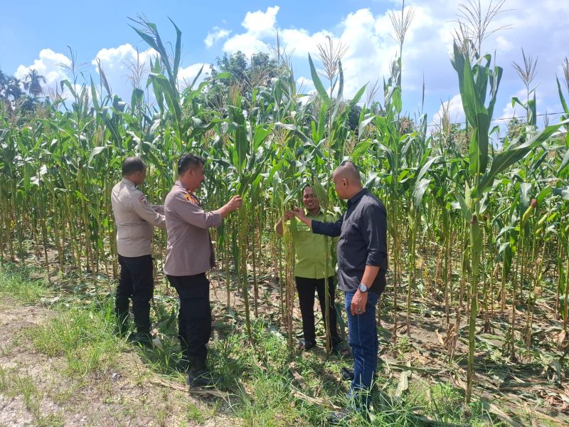 Keterangan foto ; Kapolsek Bukit Raya Kompol Hendrix, S.H., M.H., didampingi koordinator kelompok tani Riko Parulian, meninjau Jagung varietas Lamuru, seluas 4 hektare dengan usia tanam 2 bulan 9 hari.