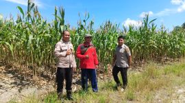 Keterangan foto : Bhabinkamtibmas Aipda Priyanto mendampingi kegiatan penyuluhan pertanian kepada Kelompok Tani Bina Tani Sejahtera. 