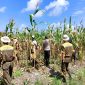 Keterangan Foto: Bhabinkamtibmas Kelurahan Air Dingin, Polsek Bukit Raya, Aipda Priyanto, bersama Kelompok Tani Bina Tani Sejahtera melaksanakan pemangkasan batang atas tanaman jagung pipil.
