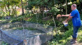 Keterangan Foto: Seorang warga sekaligus anggota Pokdakan Jaya Bersama tengah memberi pakan ikan lele di kolam budidaya Kelurahan Minas Jaya, Siak.(dok.PHR) 