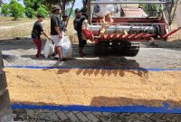 Keterangan foto : Penjemuran jagung pipil pasca-panen raya yang digelar Kelompok Tani (Poktan) Bina Tani Sejahtera.