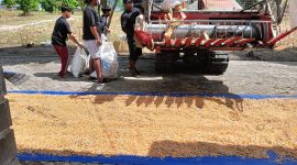 Keterangan foto : Penjemuran jagung pipil pasca-panen raya yang digelar Kelompok Tani (Poktan) Bina Tani Sejahtera.