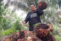 Keterangan Foto: Tandan Buah Segar (TBS) kelapa sawit siap panen. (dok.ist)
