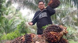 Keterangan Foto: Tandan Buah Segar (TBS) kelapa sawit siap panen. (dok.ist)
