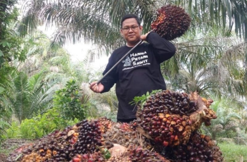 Keterangan Foto: Tandan Buah Segar (TBS) kelapa sawit siap panen. (dok.ist)
