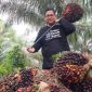 Keterangan Foto: Tandan Buah Segar (TBS) kelapa sawit siap panen. (dok.ist)
