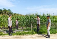 Keterangan Foto: Kapolsek Siak Hulu, Kompol Deni Afrial (tengah), bersama anggota Polsek Siak Hulu meninjau perkembangan tanaman jagung pipil di lahan KOPPSA-M, Desa Pangkalan Baru, Kecamatan Siak Hulu, Kabupaten Kampar.(dok.ist) 