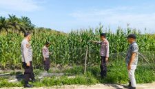 Keterangan Foto: Kapolsek Siak Hulu, Kompol Deni Afrial (tengah), bersama anggota Polsek Siak Hulu meninjau perkembangan tanaman jagung pipil di lahan KOPPSA-M, Desa Pangkalan Baru, Kecamatan Siak Hulu, Kabupaten Kampar.(dok.ist)