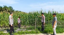 Keterangan Foto: Kapolsek Siak Hulu, Kompol Deni Afrial (tengah), bersama anggota Polsek Siak Hulu meninjau perkembangan tanaman jagung pipil di lahan KOPPSA-M, Desa Pangkalan Baru, Kecamatan Siak Hulu, Kabupaten Kampar.(dok.ist) 