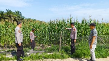 Keterangan Foto: Kapolsek Siak Hulu, Kompol Deni Afrial (tengah), bersama anggota Polsek Siak Hulu meninjau perkembangan tanaman jagung pipil di lahan KOPPSA-M, Desa Pangkalan Baru, Kecamatan Siak Hulu, Kabupaten Kampar.(dok.ist) 
