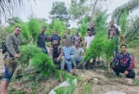 Keterangan Foto: Satresnarkoba Polres Langsa saat mengamankan puluhan batang tanaman ganja hasil pengungkapan di perkebunan sawit Gampong Krueng Lingka, Kecamatan Sungai Raya, Kabupaten Aceh Timur, Sabtu (25/7/2026).