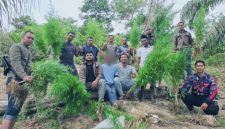 Keterangan Foto: Satresnarkoba Polres Langsa saat mengamankan puluhan batang tanaman ganja hasil pengungkapan di perkebunan sawit Gampong Krueng Lingka, Kecamatan Sungai Raya, Kabupaten Aceh Timur, Sabtu (25/7/2026).