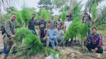 Keterangan Foto: Satresnarkoba Polres Langsa saat mengamankan puluhan batang tanaman ganja hasil pengungkapan di perkebunan sawit Gampong Krueng Lingka, Kecamatan Sungai Raya, Kabupaten Aceh Timur, Sabtu (25/7/2026).