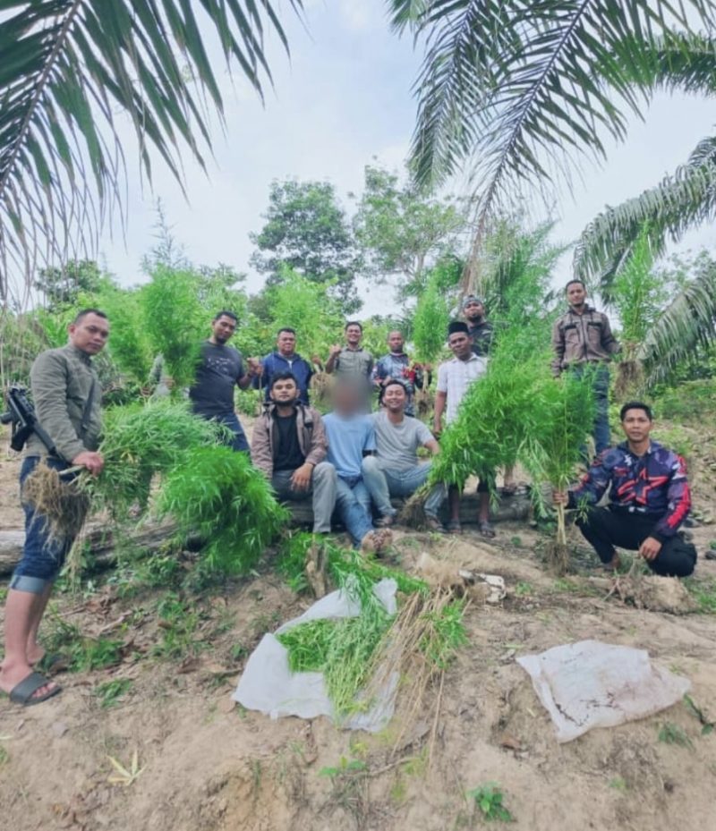 Keterangan Foto: Satresnarkoba Polres Langsa saat mengamankan puluhan batang tanaman ganja hasil pengungkapan di perkebunan sawit Gampong Krueng Lingka, Kecamatan Sungai Raya, Kabupaten Aceh Timur, Sabtu (25/7/2026).