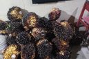 Keterangan foto: Polsek Negeri Besar mengamankan 41 tandan buah segar (TBS) sawit yang diduga hasil curian pelaku berinisial JU (37).