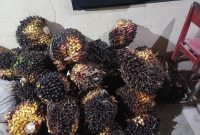 Keterangan foto: Polsek Negeri Besar mengamankan 41 tandan buah segar (TBS) sawit yang diduga hasil curian pelaku berinisial JU (37).
