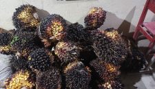 Keterangan foto: Polsek Negeri Besar mengamankan 41 tandan buah segar (TBS) sawit yang diduga hasil curian pelaku berinisial JU (37).