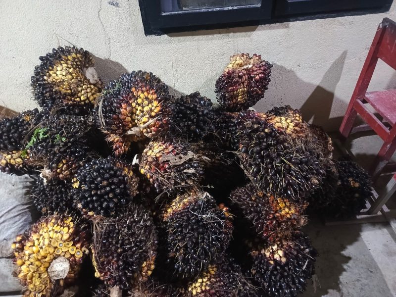 Keterangan foto: Polsek Negeri Besar mengamankan 41 tandan buah segar (TBS) sawit yang diduga hasil curian pelaku berinisial JU (37).