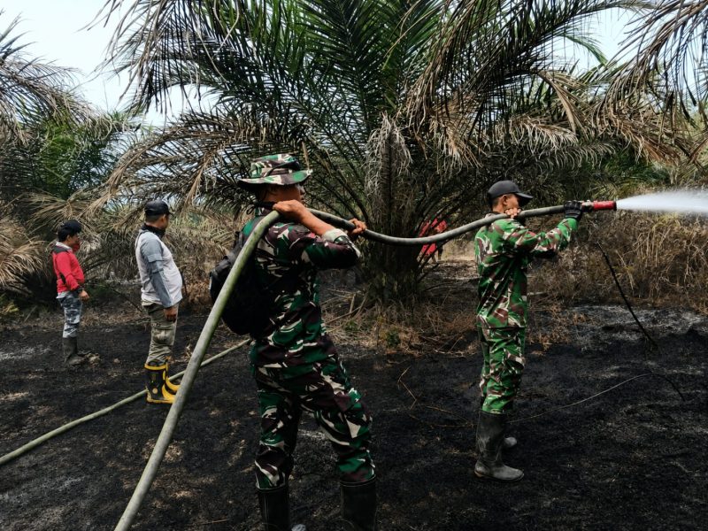 Keterangan foto: Personel TNI dari Babinsa Koramil 04/Pkl Kuras sedang memadamkan api di lahan terbakar kawasan Toro Jaya. 
