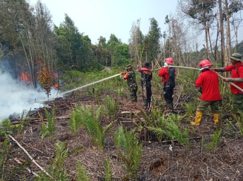 Keterangan Foto: Personel TNI dari Kodam XIX Tuanku Tambusai bersama tim gabungan berjibaku memadamkan api di lahan gambut Hutan GSK, Bengkalis. 