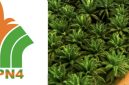 Keterangan foto: Ilustrasi Logo PTPN IV dan Kebun Sawit.