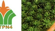 Keterangan foto: Ilustrasi Logo PTPN IV dan Kebun Sawit.