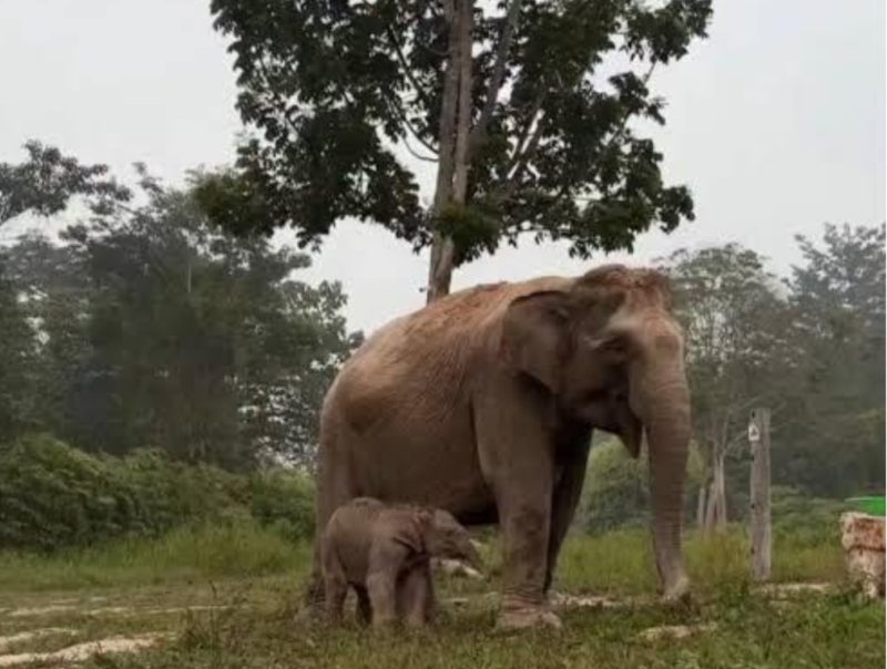 Keterangan foto: Gajah Lisa bersama anaknya, Ganesha, di Taman Nasional Tesso Nilo (TNTN), Kabupaten Pelalawan, Riau. (dok.Ist)