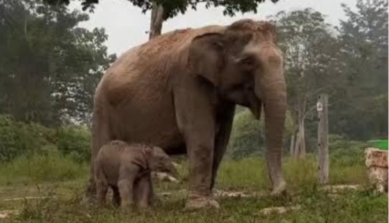 Keterangan foto: Gajah Lisa bersama anaknya, Ganesha, di Taman Nasional Tesso Nilo (TNTN), Kabupaten Pelalawan, Riau. (dok.Ist)