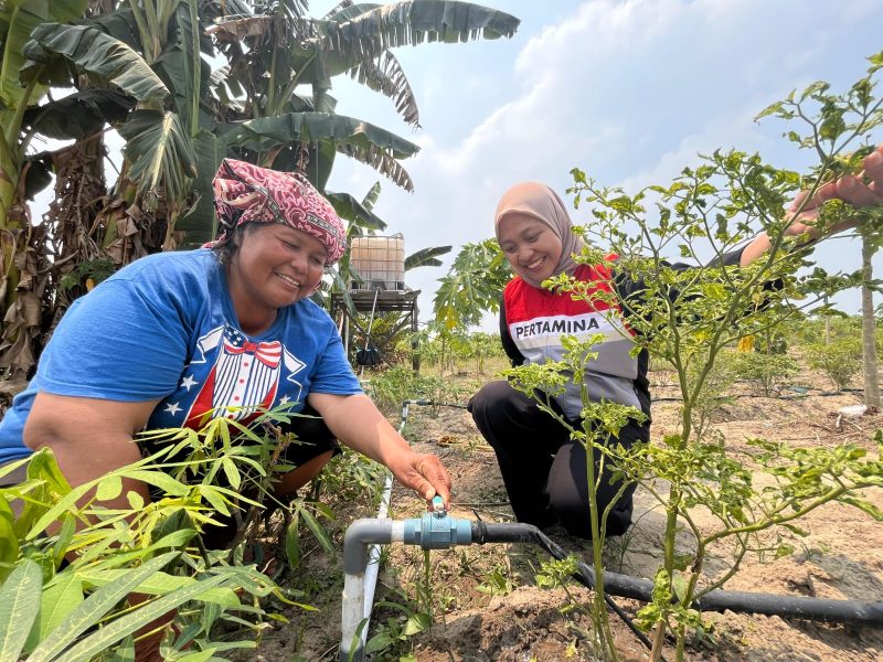 Keterangan foto: Seorang anggota Kelompok Wanita Tani (KWT) Multi Talent, Desa Perawang Barat, tengah mengalirkan air untuk menyiram tanaman menggunakan sistem irigasi tetes (drip irrigation) yang didukung oleh PT Pertamina Hulu Rokan.