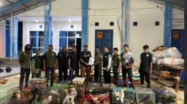 Ket. Foto : Ratusan Satwa Liar yang di Lindungi, Tangkapan Bea Cukai Langsa