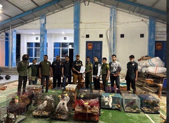 Ket. Foto : Ratusan Satwa Liar yang di Lindungi, Tangkapan Bea Cukai Langsa