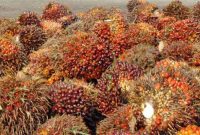 Ket. Foto : Tandan Buah Segar Kebun Petani (foto : Istimewa) 
