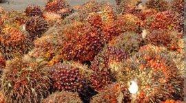 Ket. Foto : Tandan Buah Segar Kebun Petani (foto : Istimewa) 
