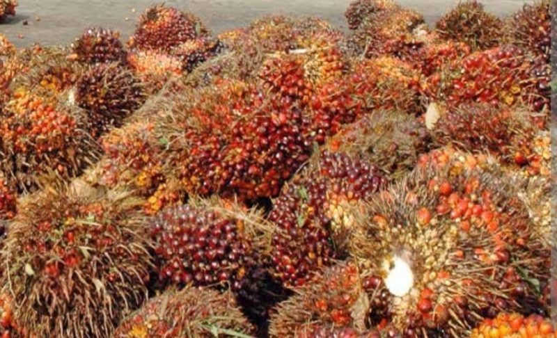 Ket. Foto : Tandan Buah Segar Kebun Petani (foto : Istimewa) 
