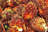 Ket. Foto : TBS (Tandan Buah Segar) Kebun Masyarakat (foto Int) 