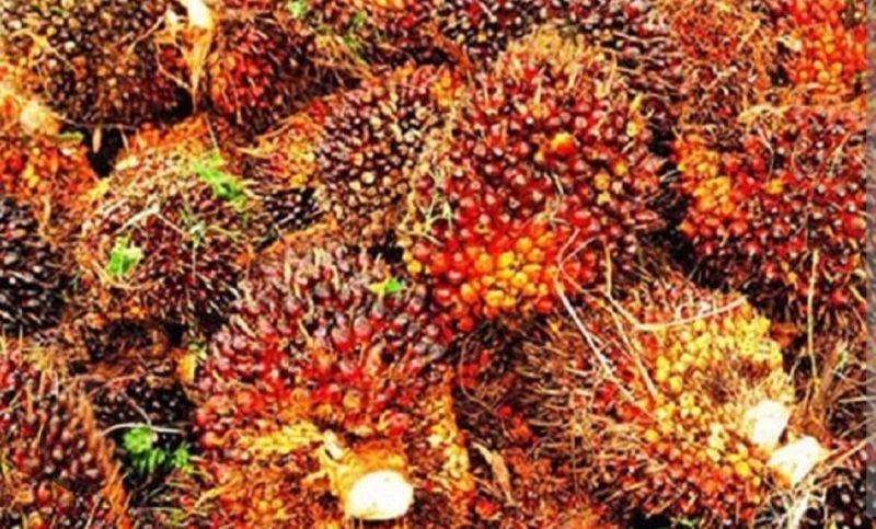 Ket. Foto : TBS (Tandan Buah Segar) Kebun Masyarakat (foto Int) 