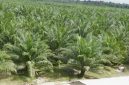 Ket. Foto : Hamparan Kebun Sawit Indonesia