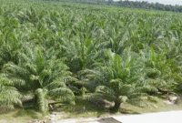 Ket. Foto : Hamparan Kebun Sawit Indonesia