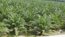 Ket. Foto : Hamparan Kebun Sawit Indonesia